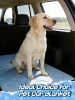 40x60in Large Cooling Blanket for Dogs - Machine Washable Soft Blanket with Q-MAX>0.4, Fits Medium Large Dogs, Summer Cooling Mat for Dog Kennel Car S