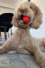Natural Rubber Football Oral Care Toy
