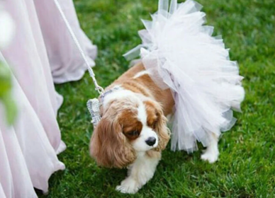 Dog Tutu Skirt (Color: White Bridal, size: XS)