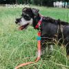 leashTouchdog 'Trendzy' 2-in-1 Matching Fashion Designer Printed Dog Leash and Collar