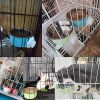 Crate Dog Bowl; Removable Stainless Steel Hanging crate Bowl Food & Water Feeder Coop Cup for Puppy